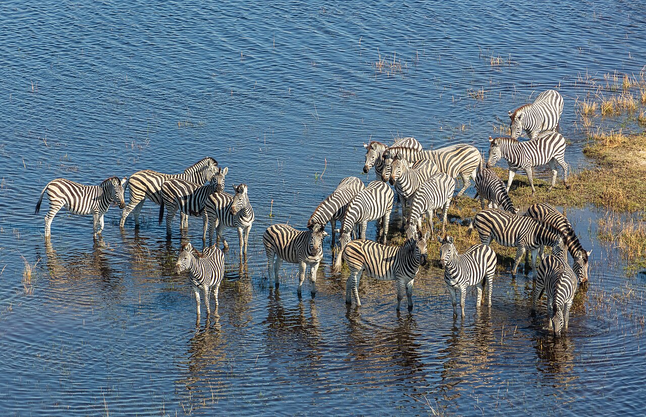 Okavango Delta safari